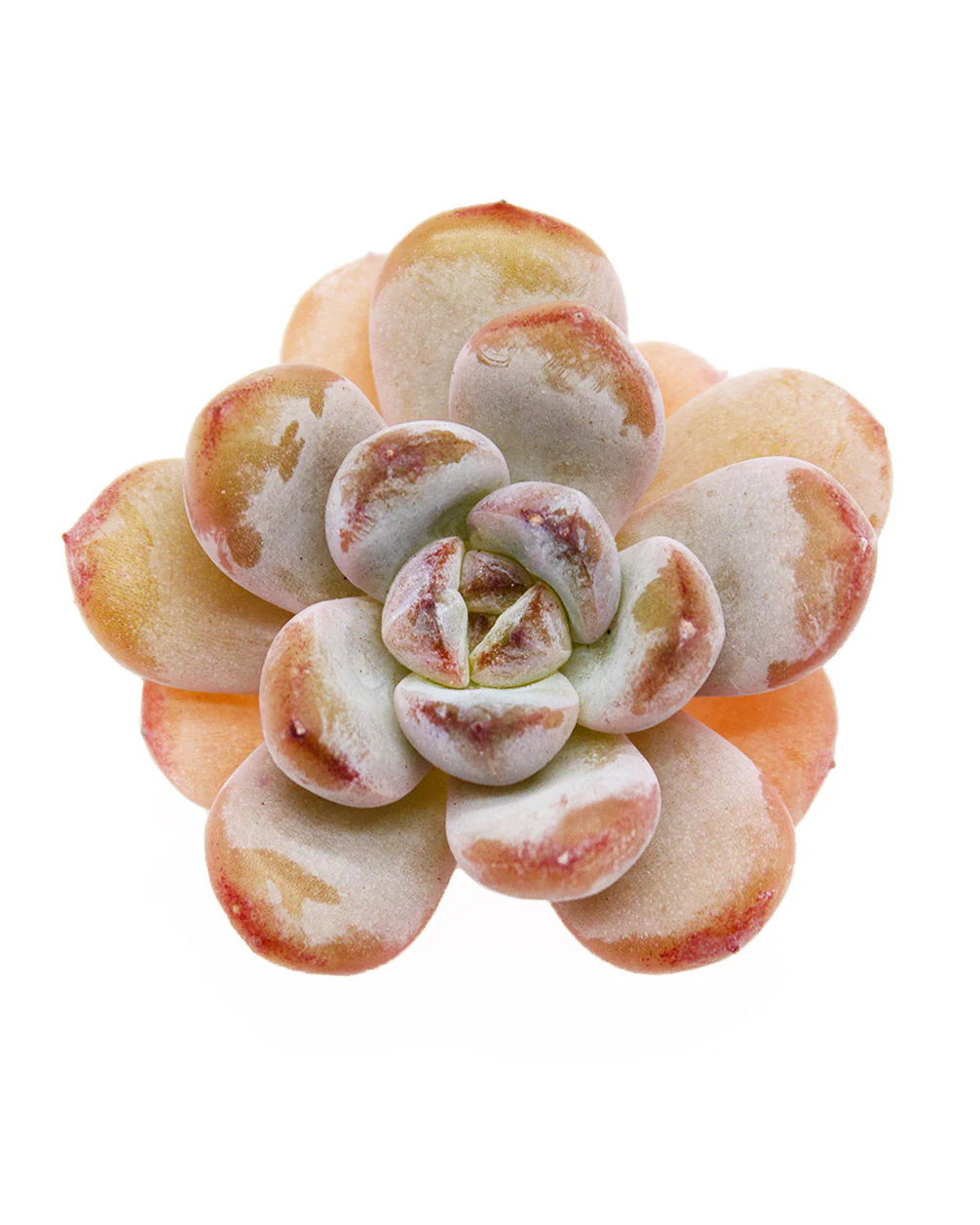 Echeveria Star Snow - Image 3