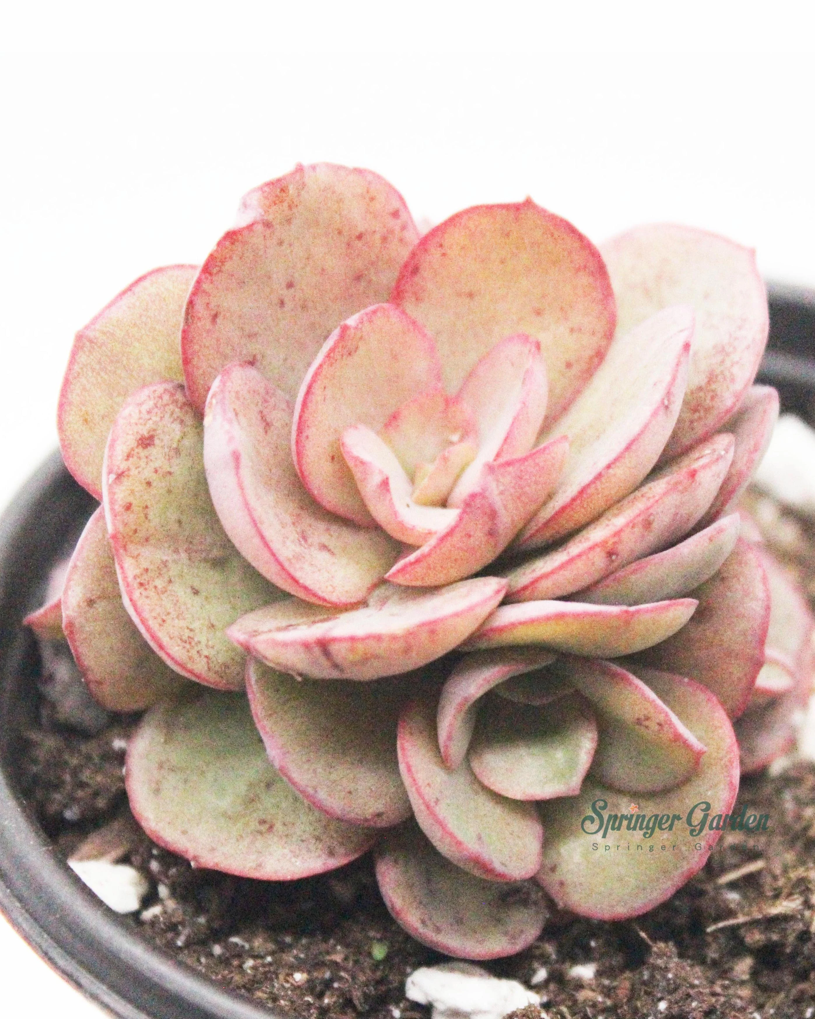 Echeveria Sunyan/Suyon - Image 2