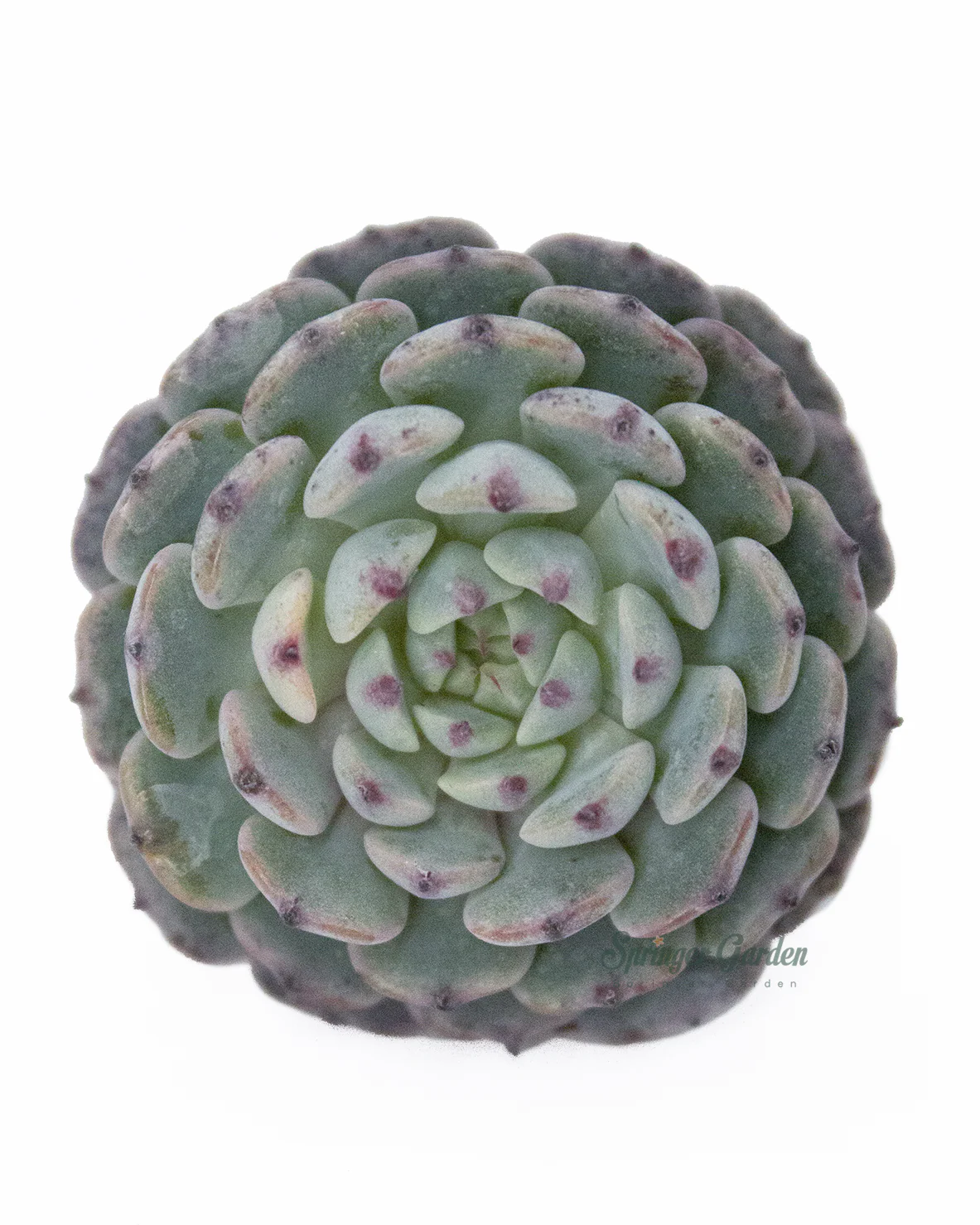 Echeveria Super Minima