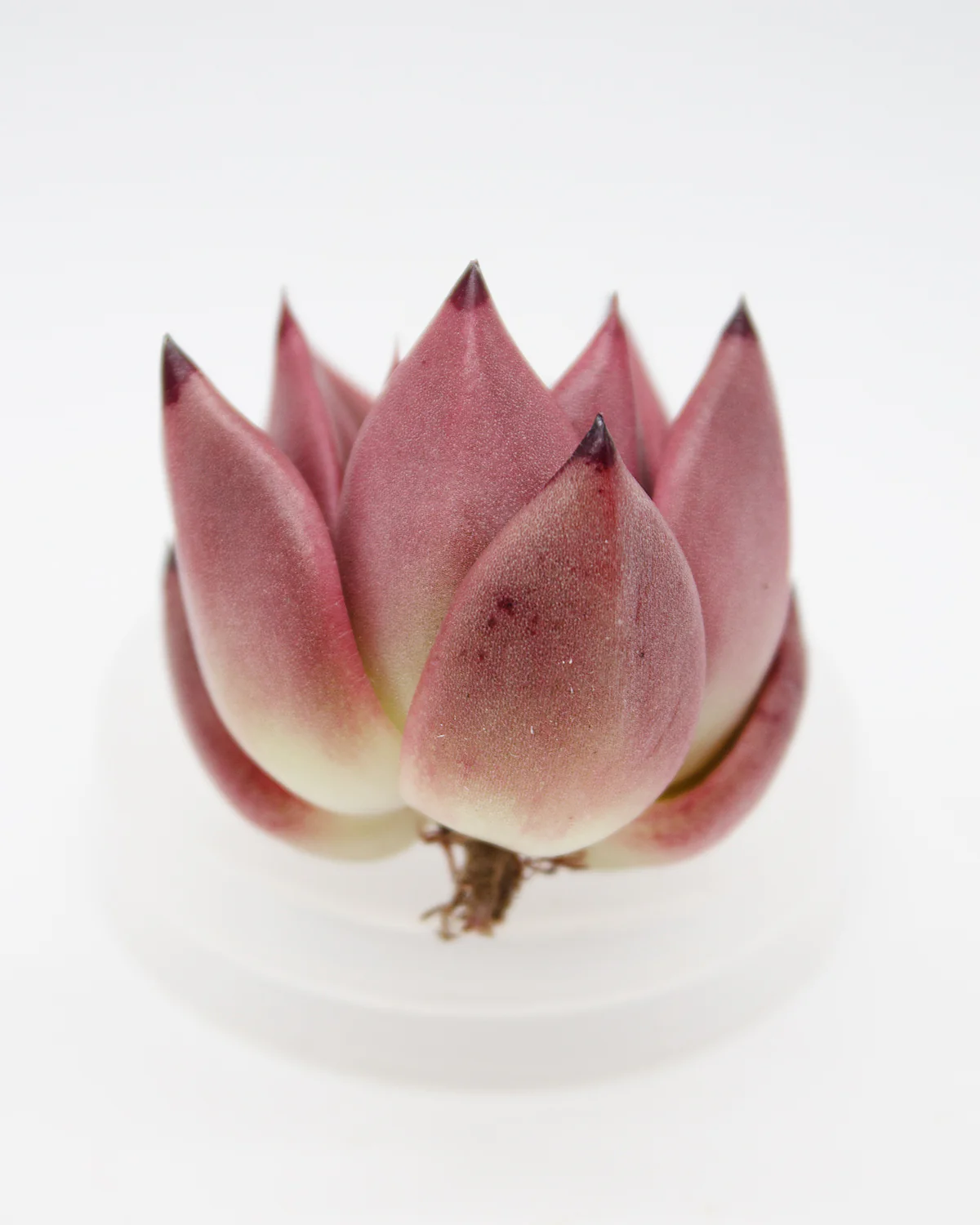 Echeveria Super Wine - Image 2