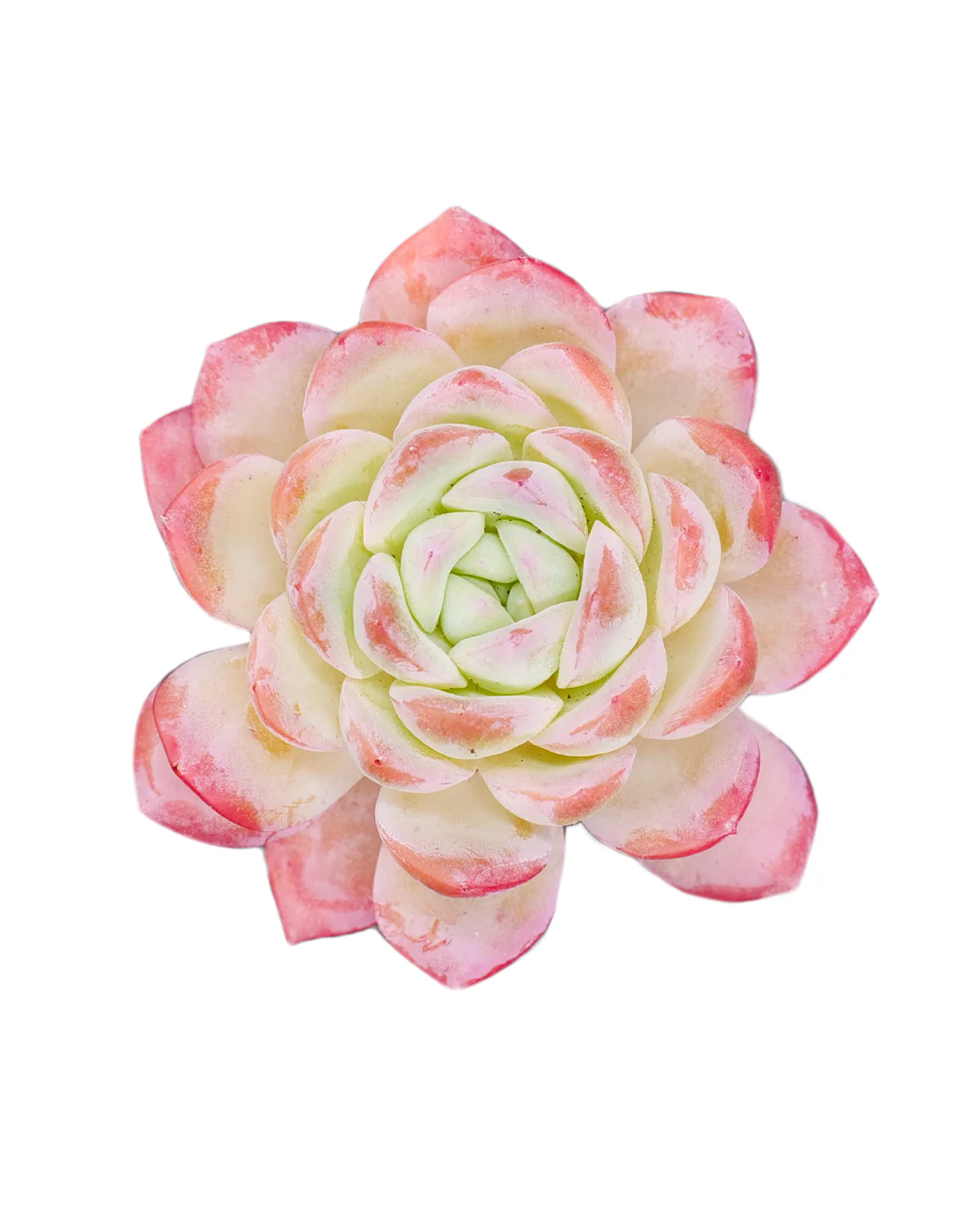 Echeveria Suryeon - Image 2