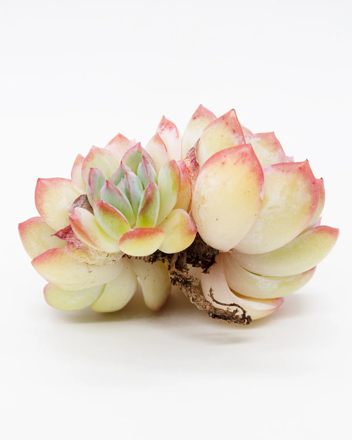 Echeveria Suryeon - Image 4