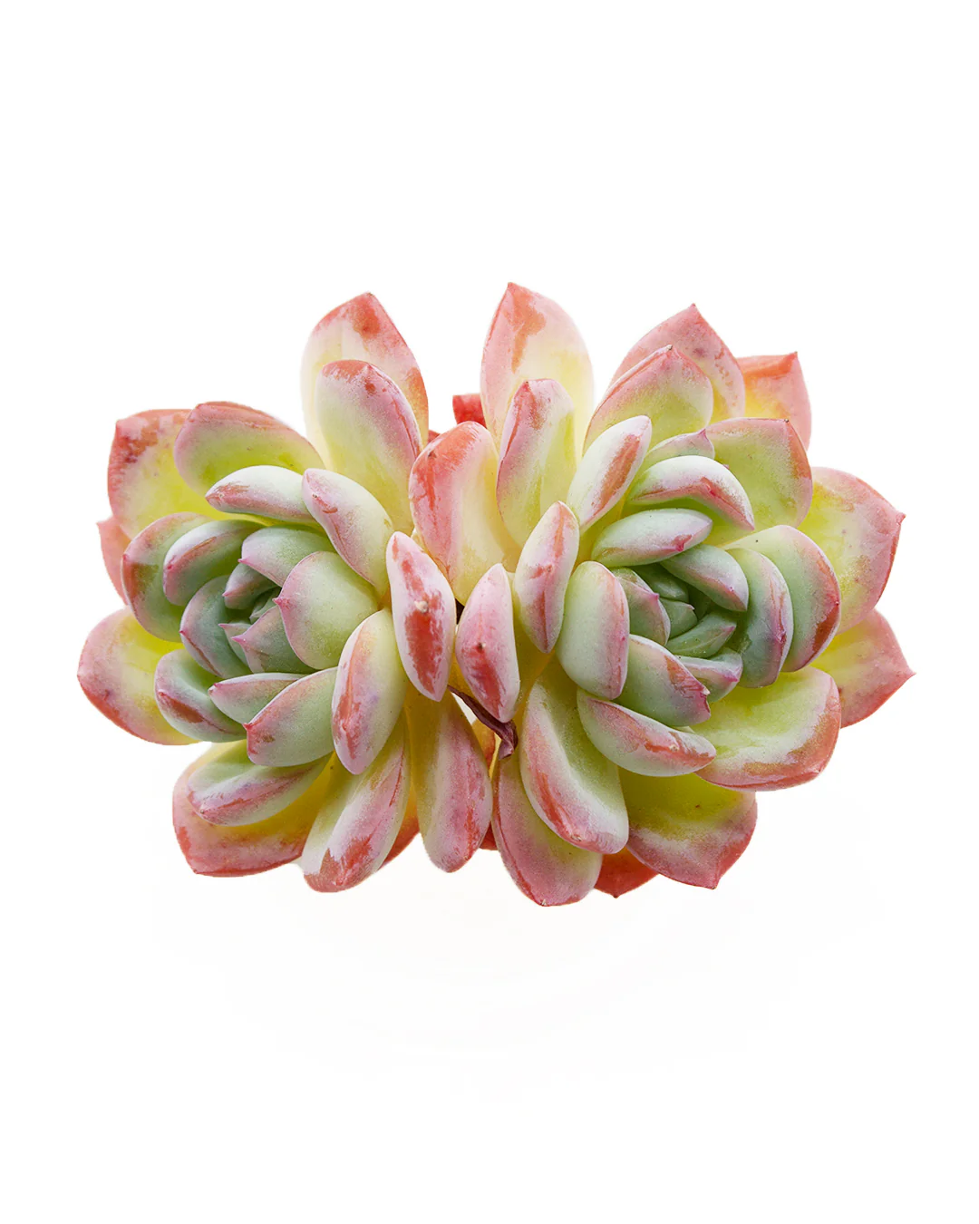 Echeveria Suryeon - Image 5