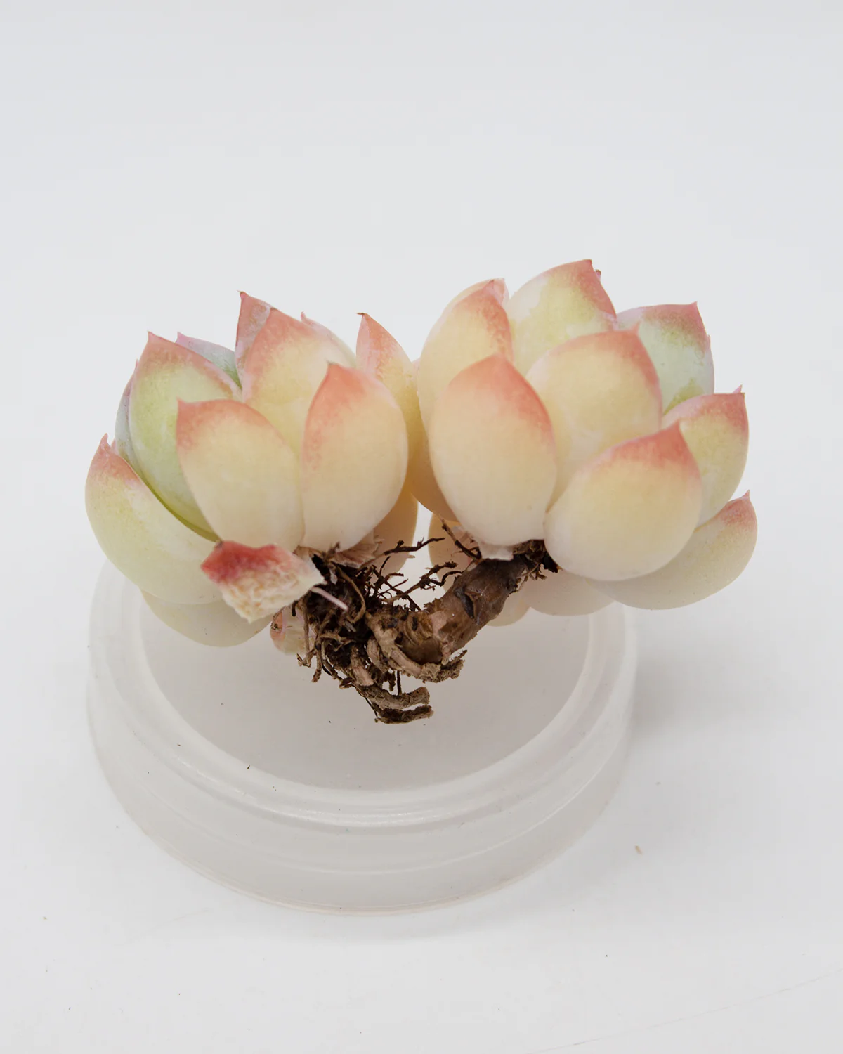 Echeveria Suryeon - Image 6
