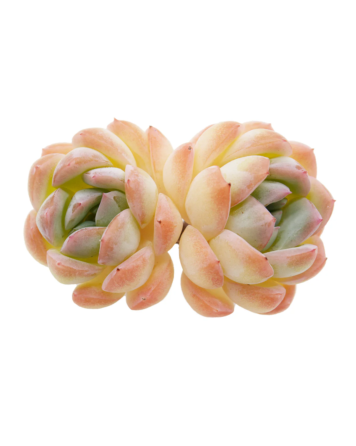 Echeveria Suryeon - Image 8