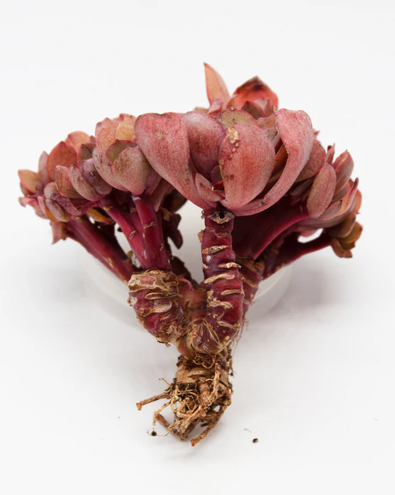 Echeveria Suyon - Image 4
