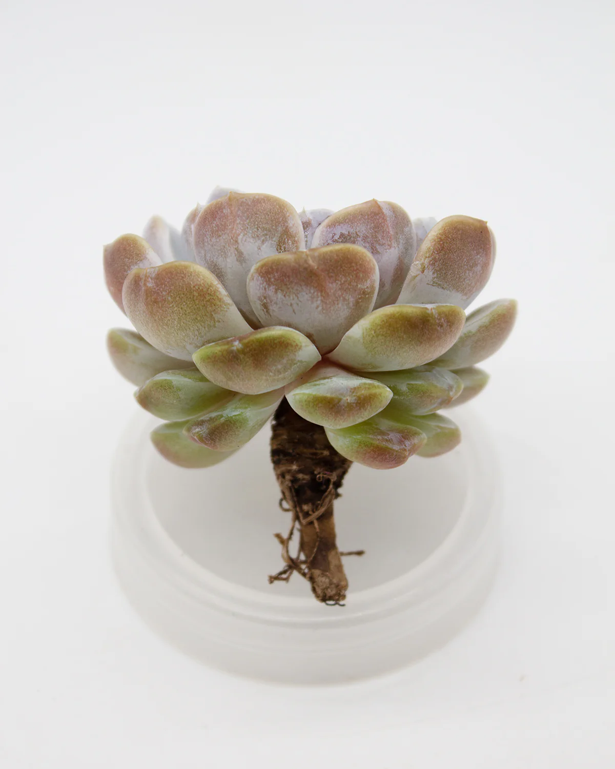 Echeveria Tainyberger - Image 2