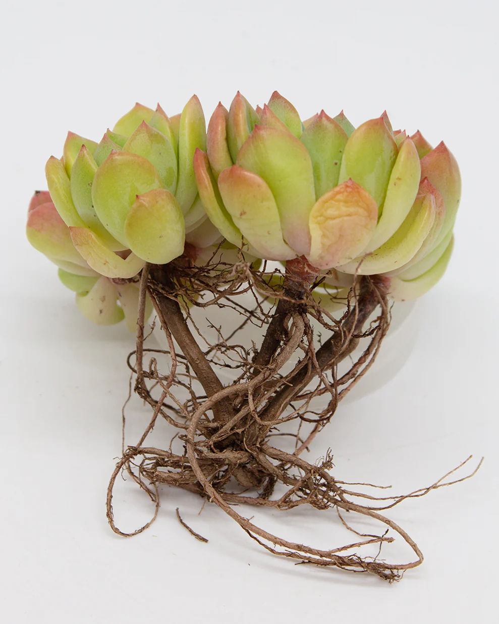 Echeveria Tetra Gem - Image 7