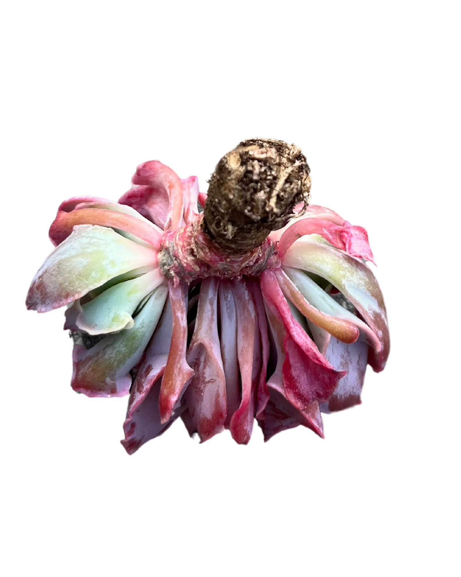 Echeveria Trumpet Pinky - Image 2