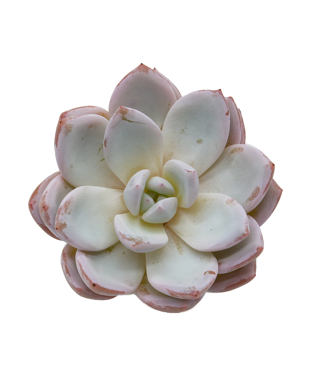 Echeveria Trumso