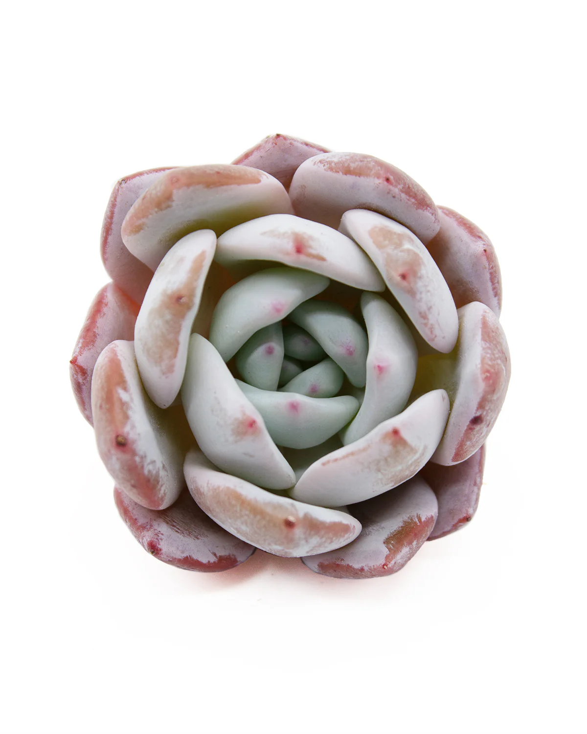 Echeveria Trumso - Image 3