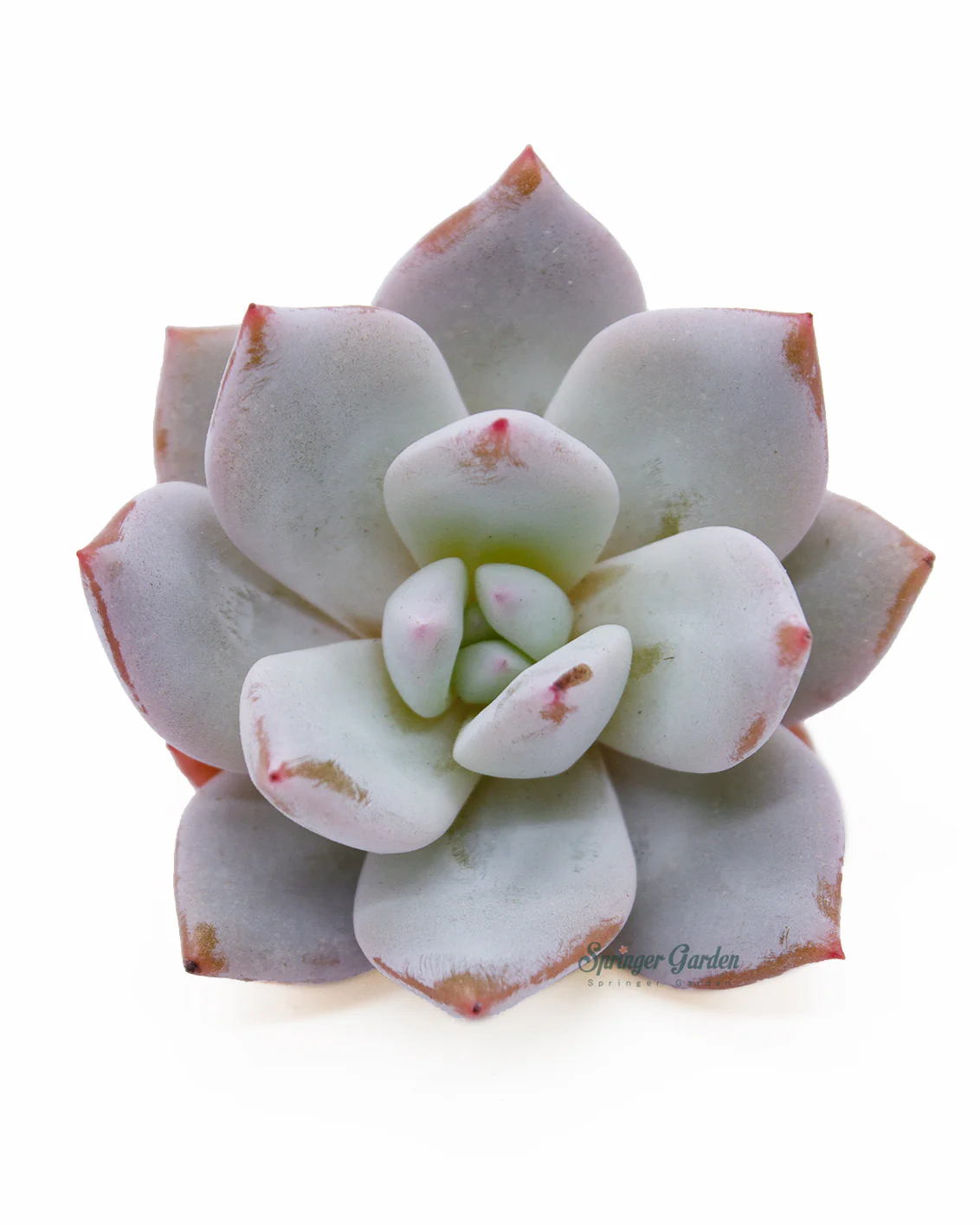 Echeveria Trumso - Image 4