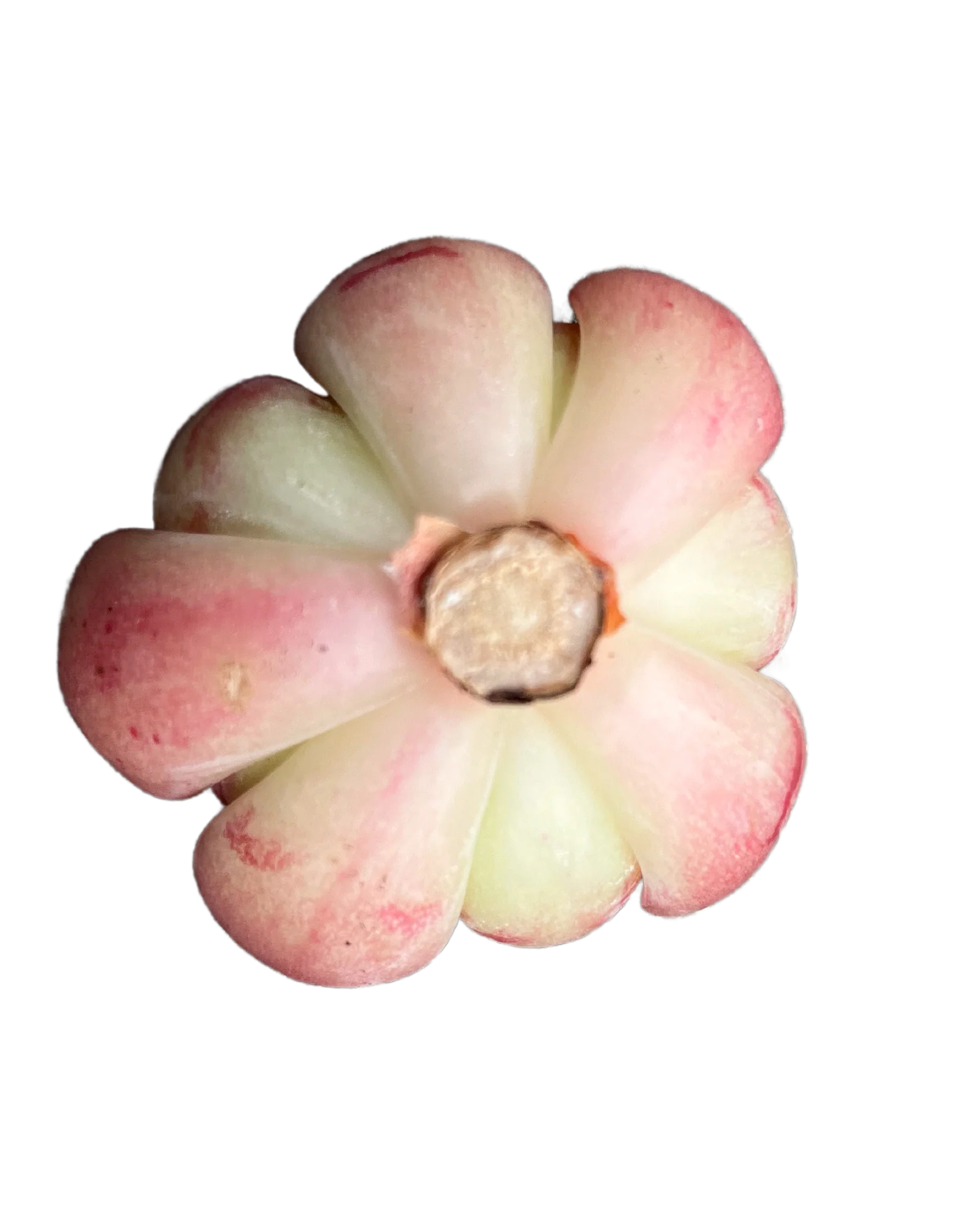 Echeveria Victory - Image 2