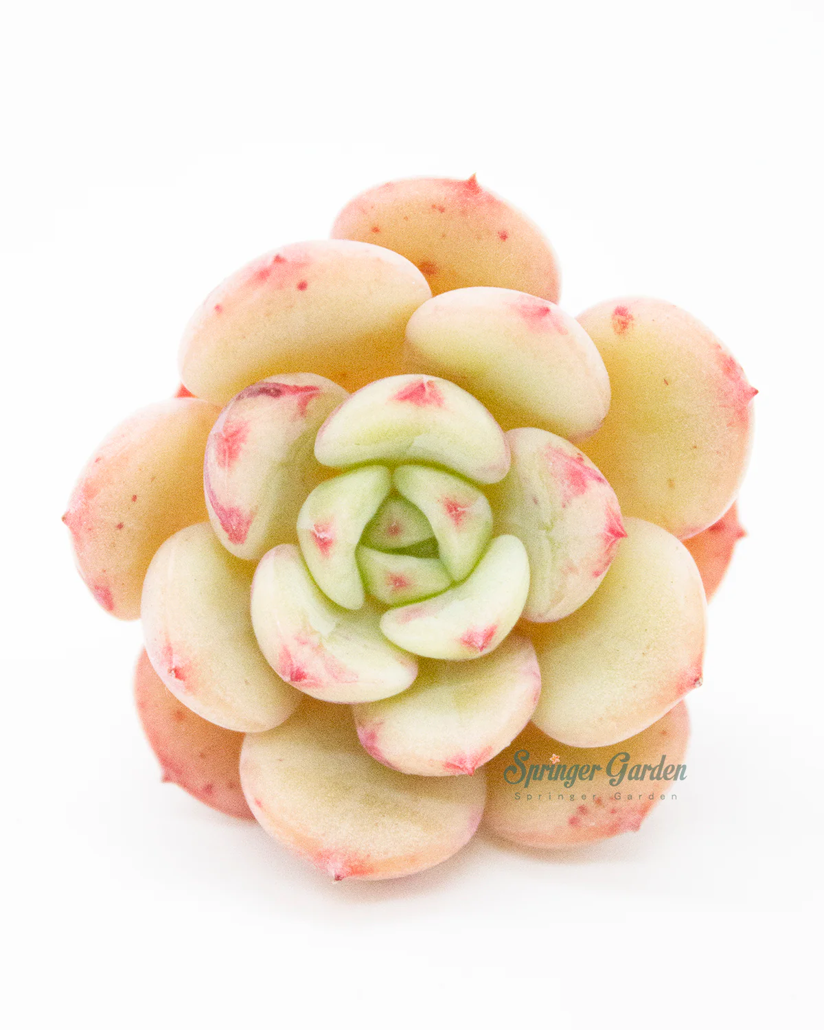 Echeveria Victory - Image 3