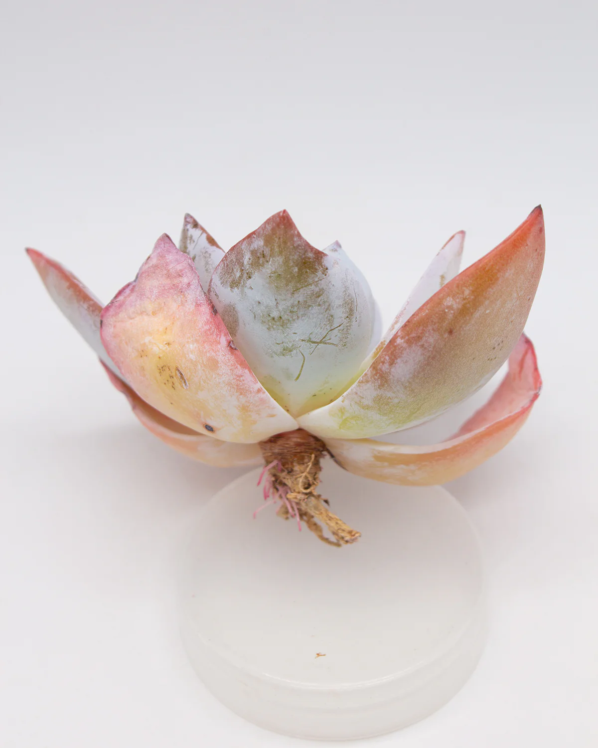 Echeveria White Lover - Image 2