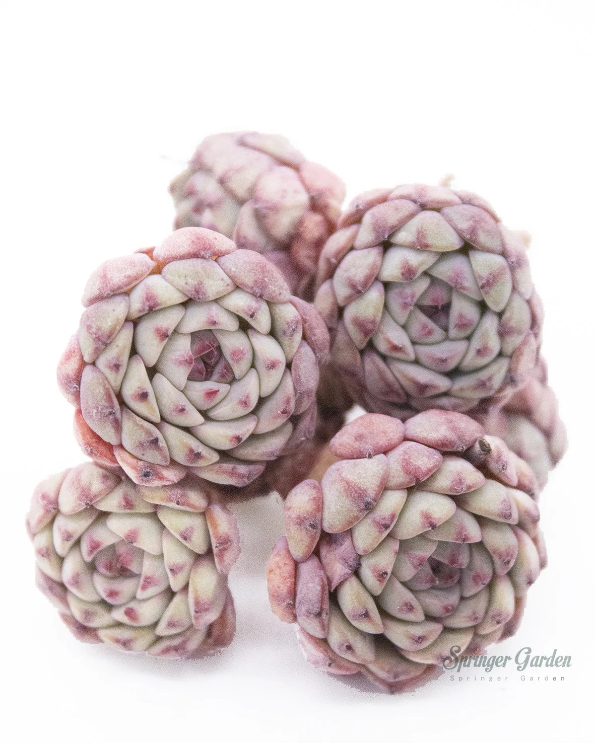 Echeveria White Minima Cluster - Image 2
