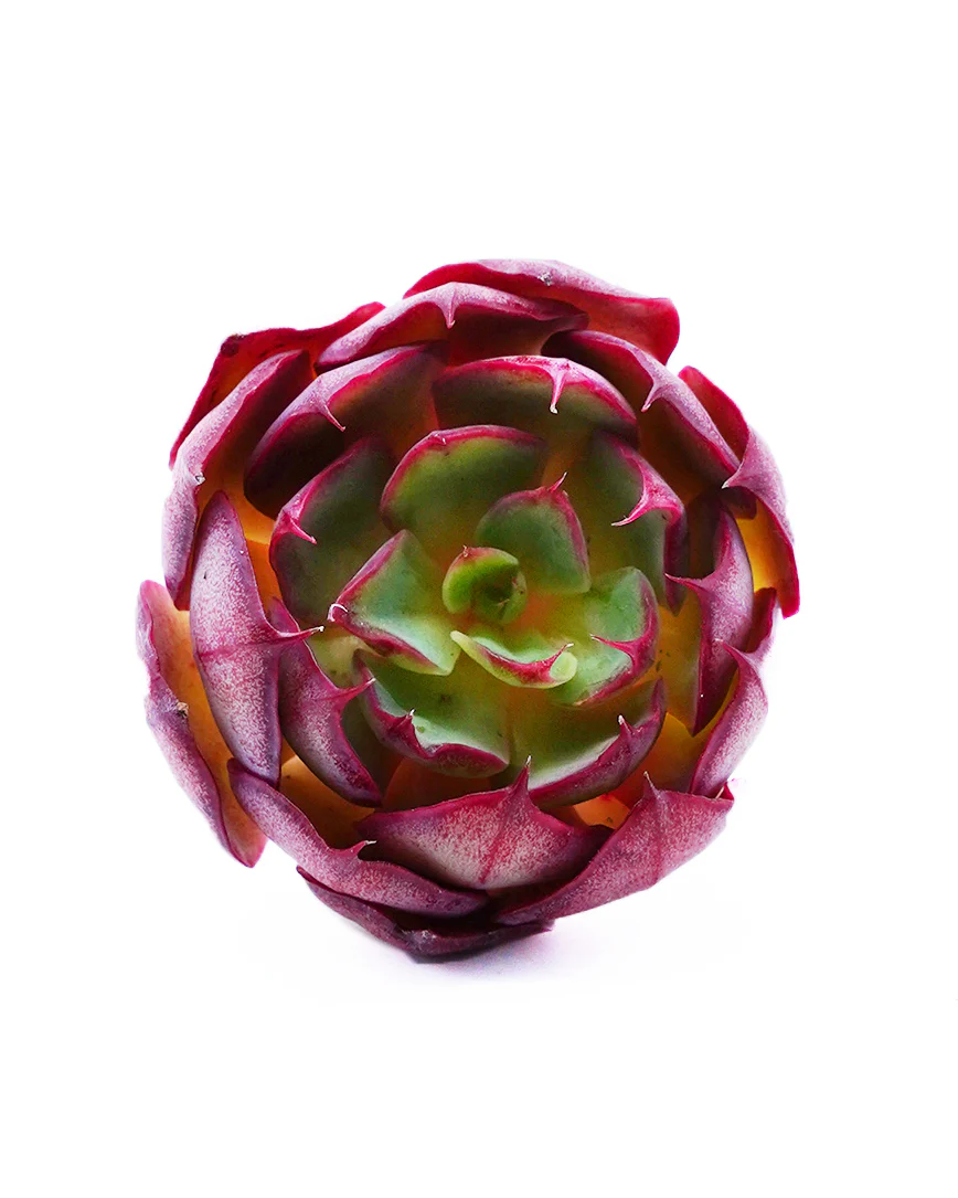 Echeveria Yangjin