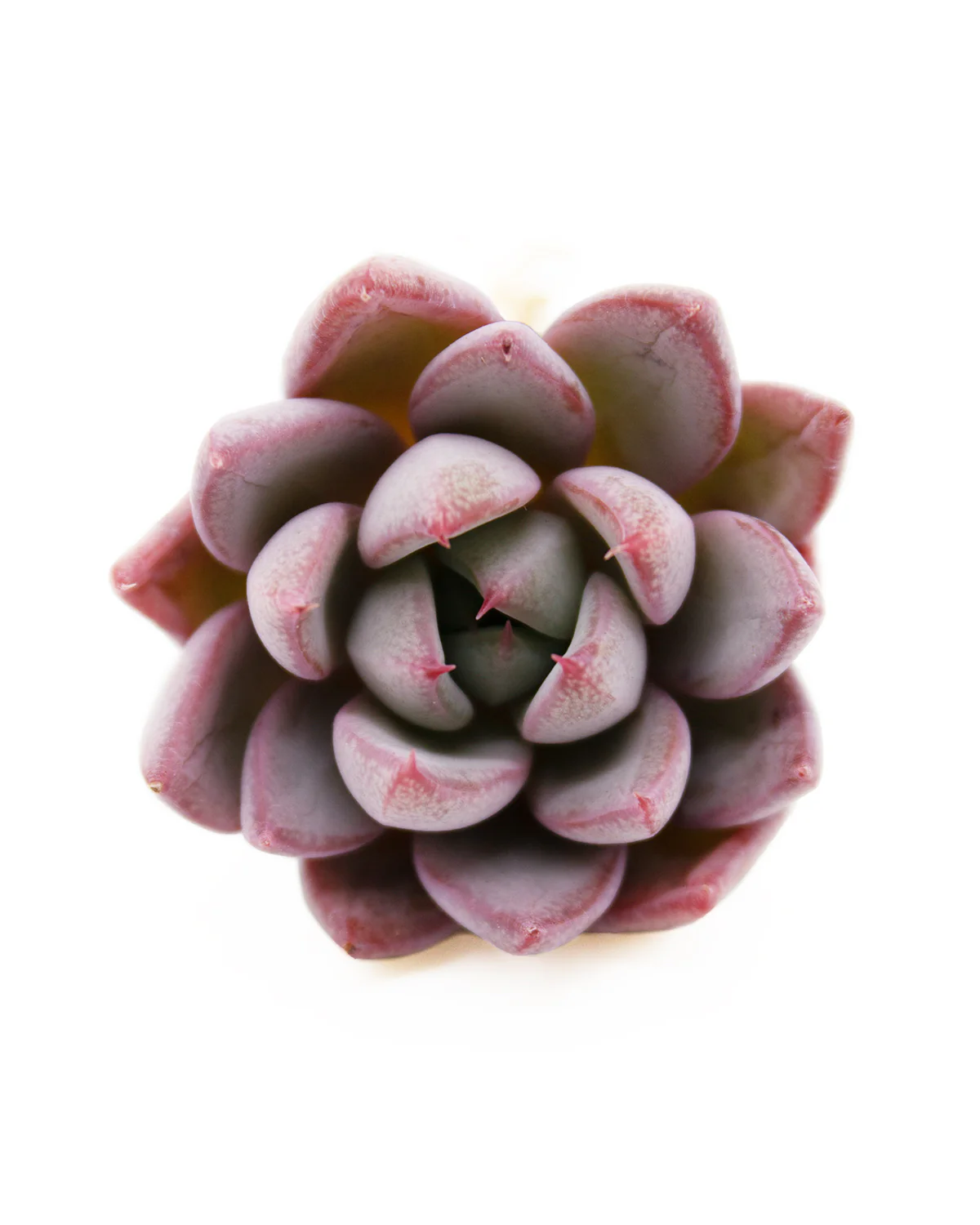 Echeveria Yeomiwol - Image 3
