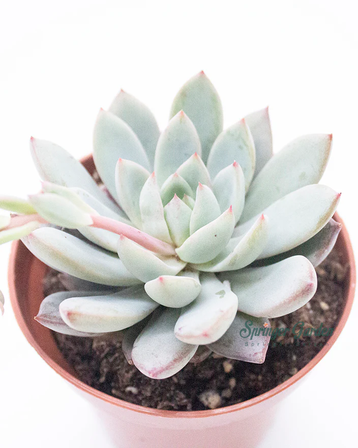 Echeveria Yeomiwol - Image 2