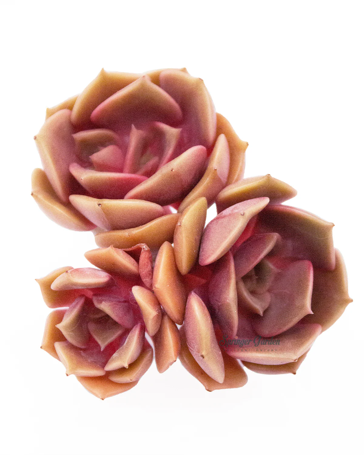 Echeveria Zestar - Image 2