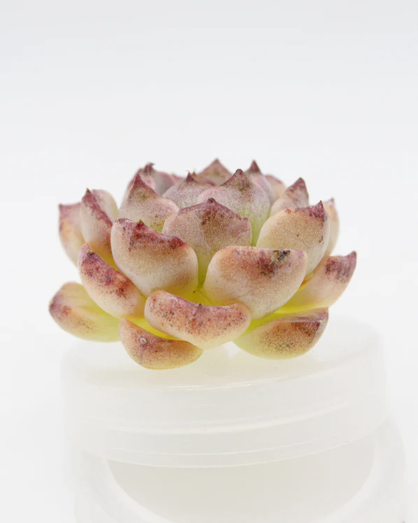 Echeveria Zixia - Image 2