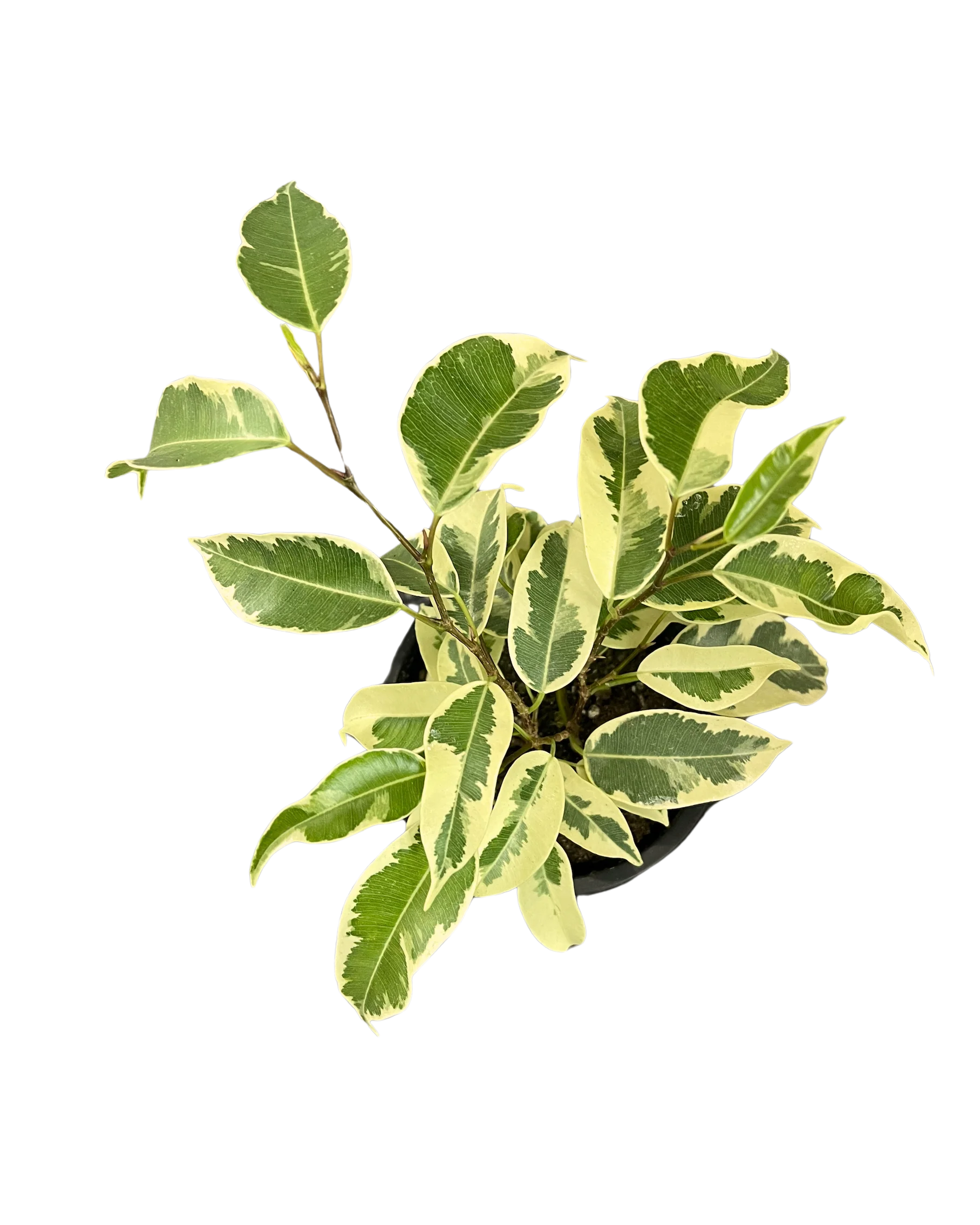 Ficus Benjamina (Weeping figs) Variegated - Image 2