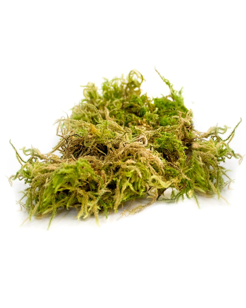 Forest Moss Dried 2oz, 120 cu. in. - Image 2