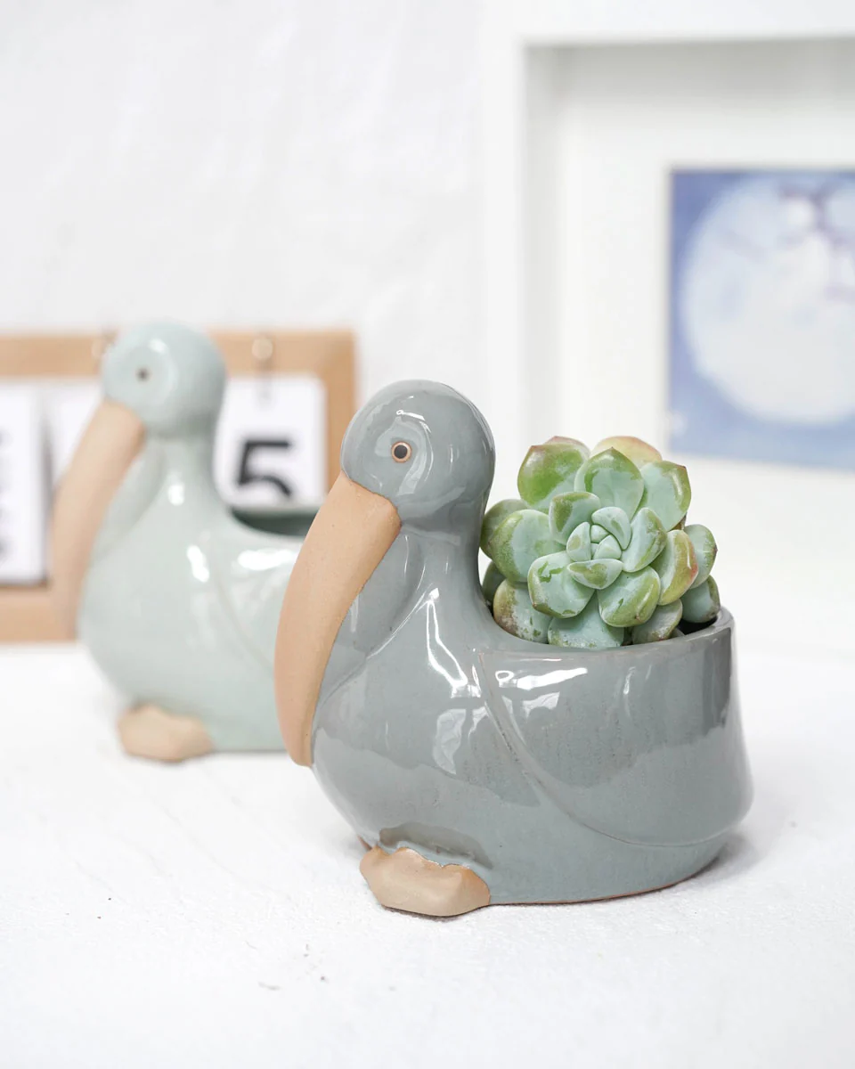 Glazed Pelican