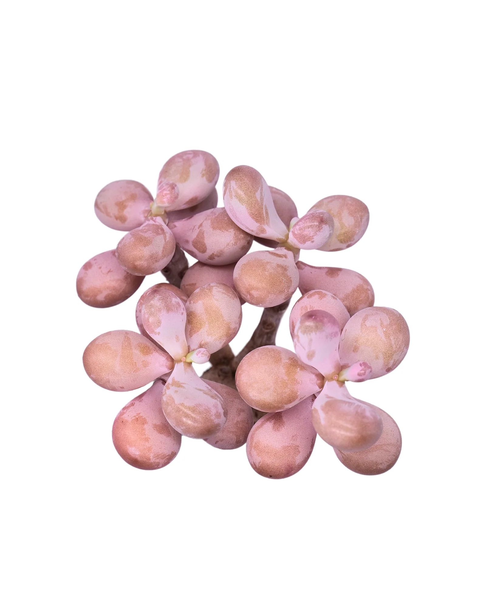 Graptopetalum Amethystium - Image 10