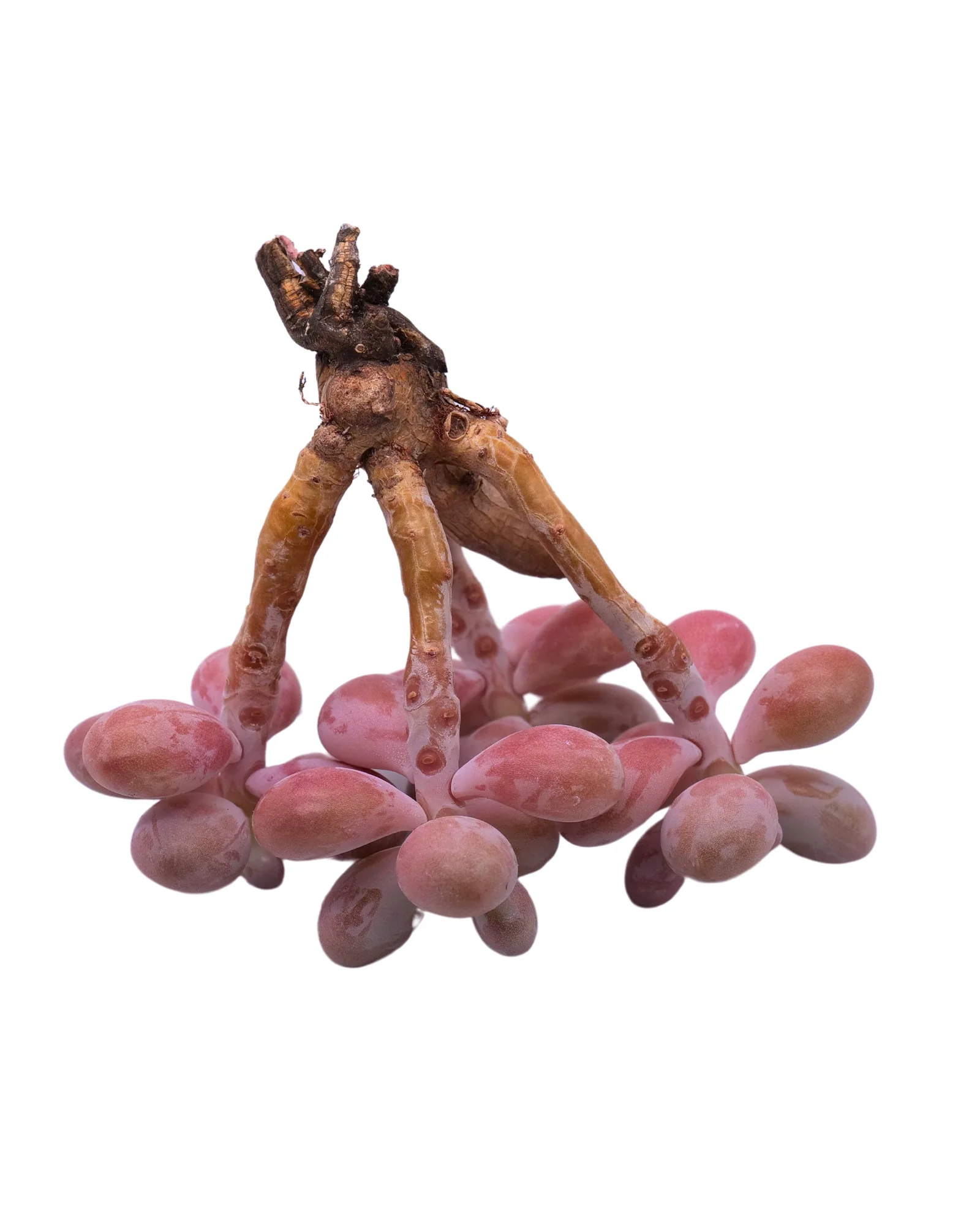 Graptopetalum Amethystium - Image 11