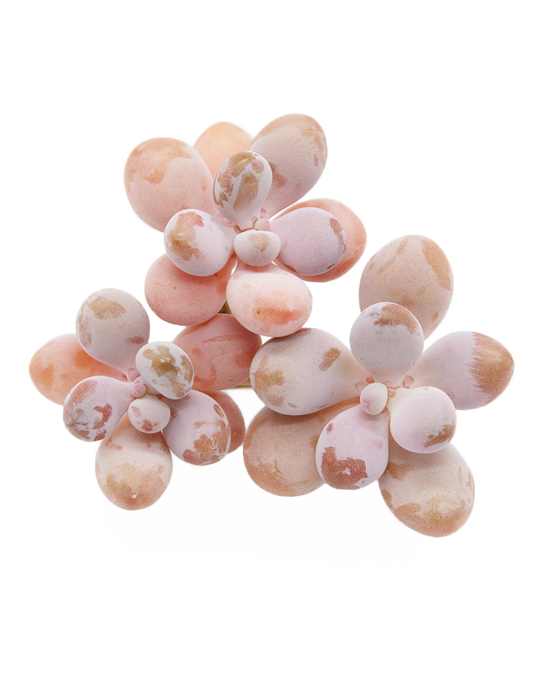 Graptopetalum Amethystium - Image 3