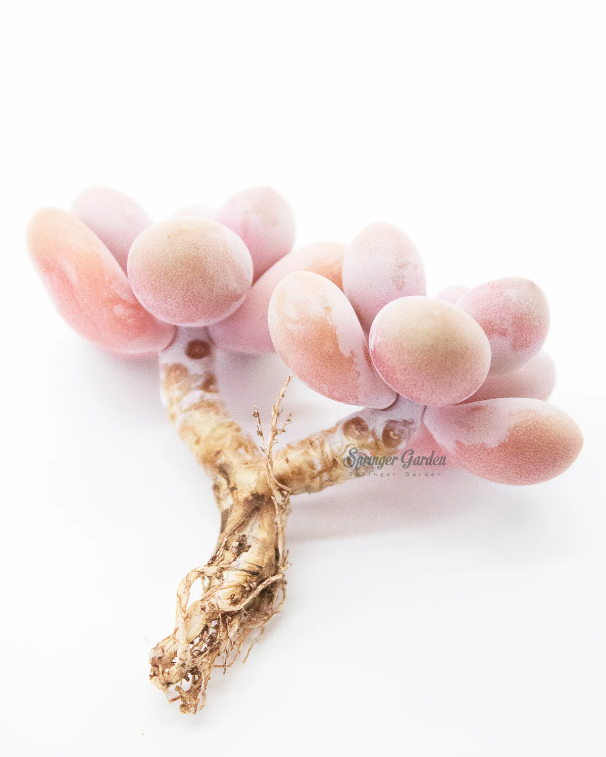 Graptopetalum Amethystium - Image 4