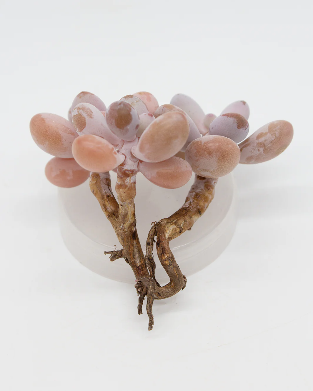 Graptopetalum Amethystium - Image 5