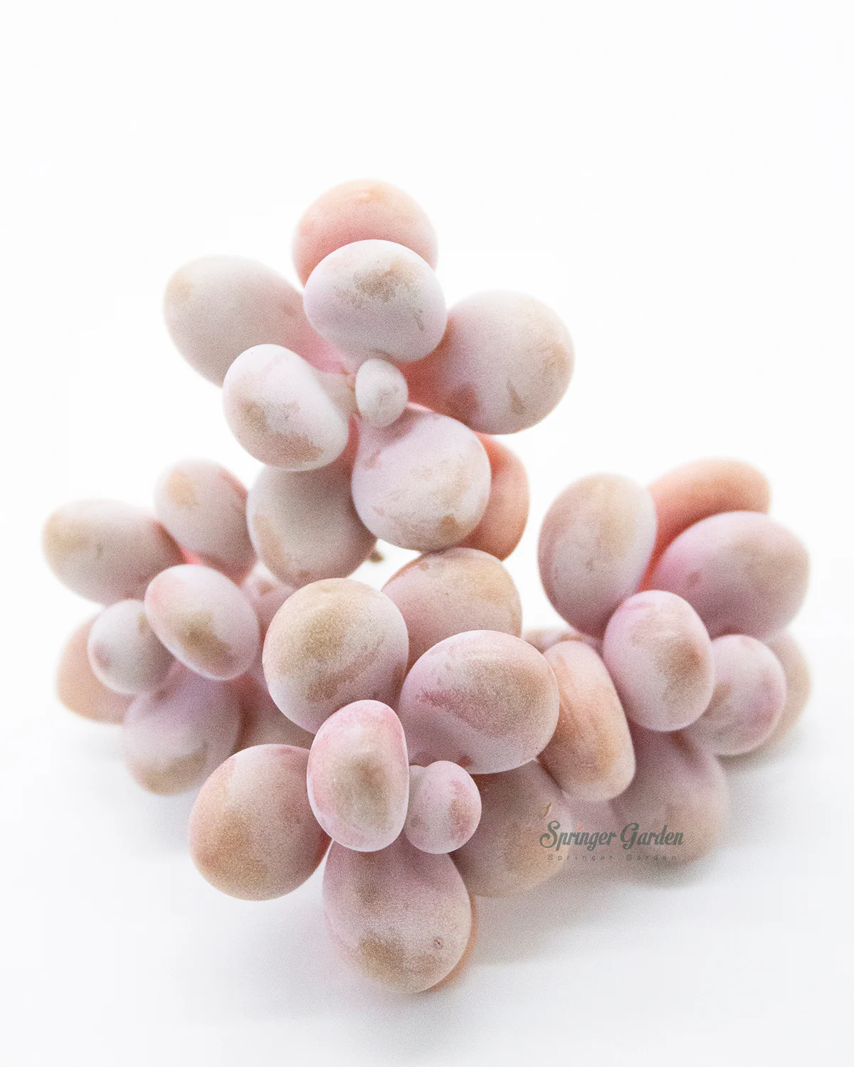 Graptopetalum Amethystium - Image 6