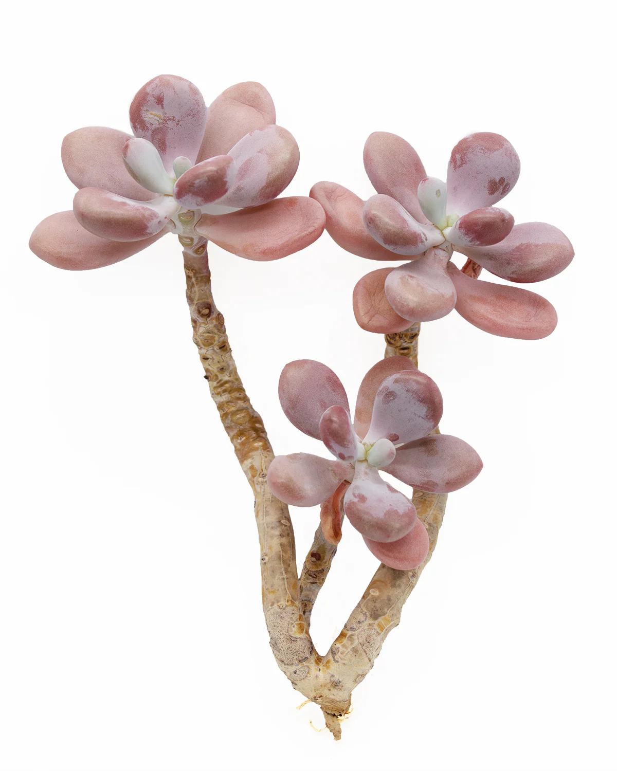 Graptopetalum Amethystium - Image 7