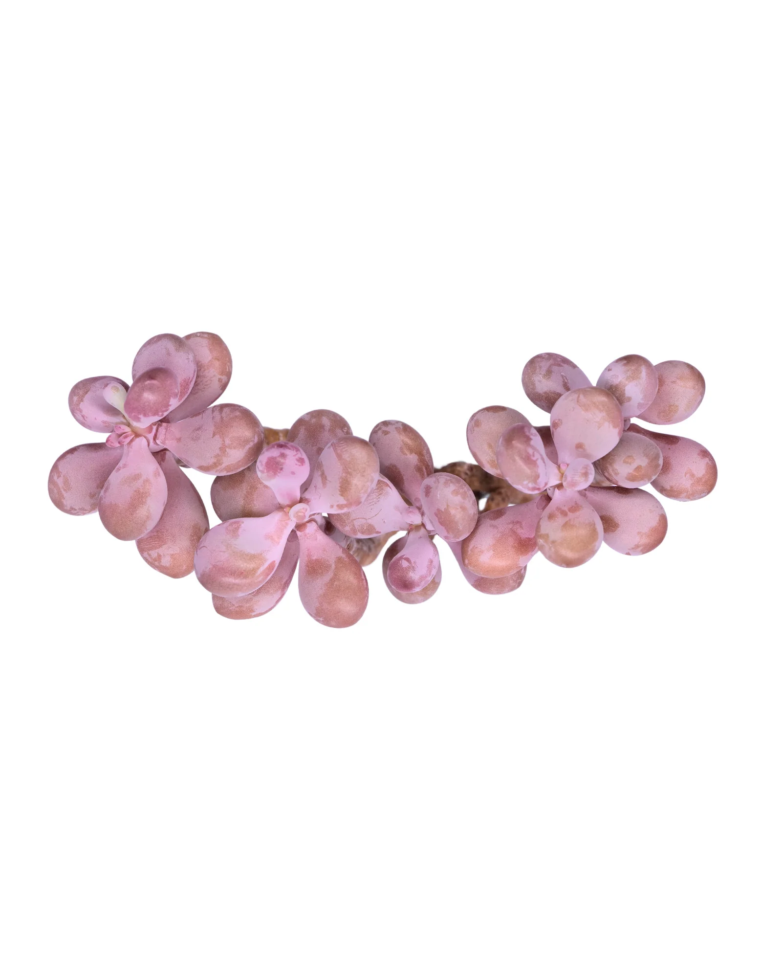 Graptopetalum Amethystium - Image 8