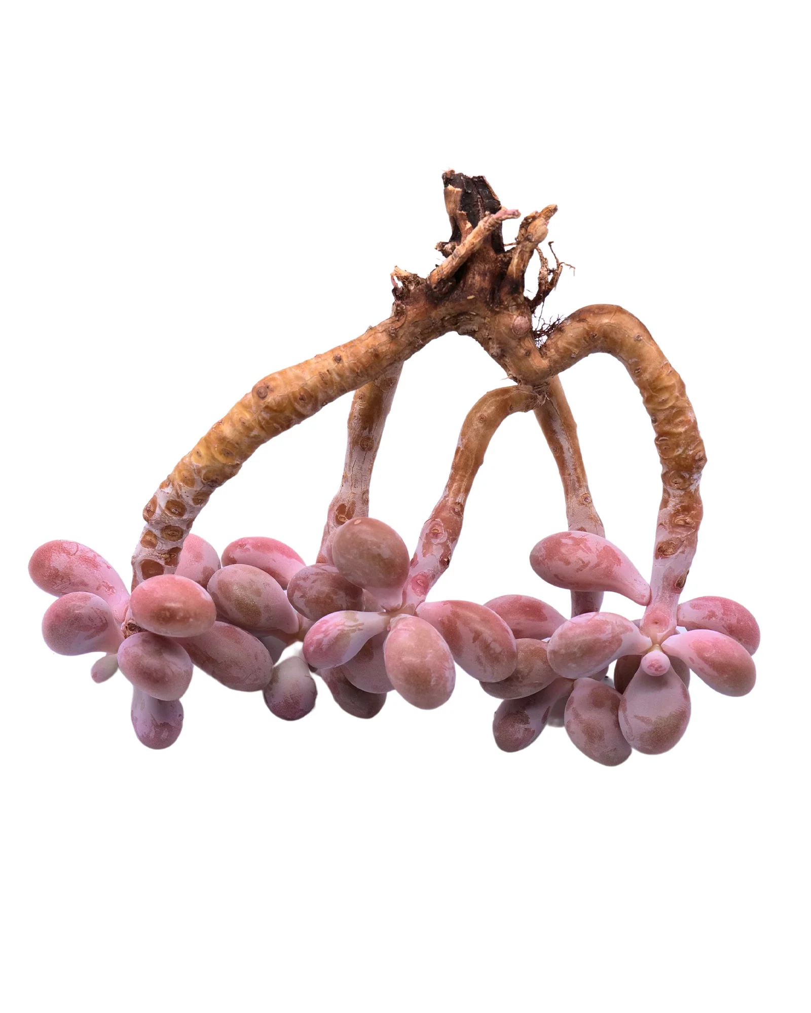Graptopetalum Amethystium - Image 9