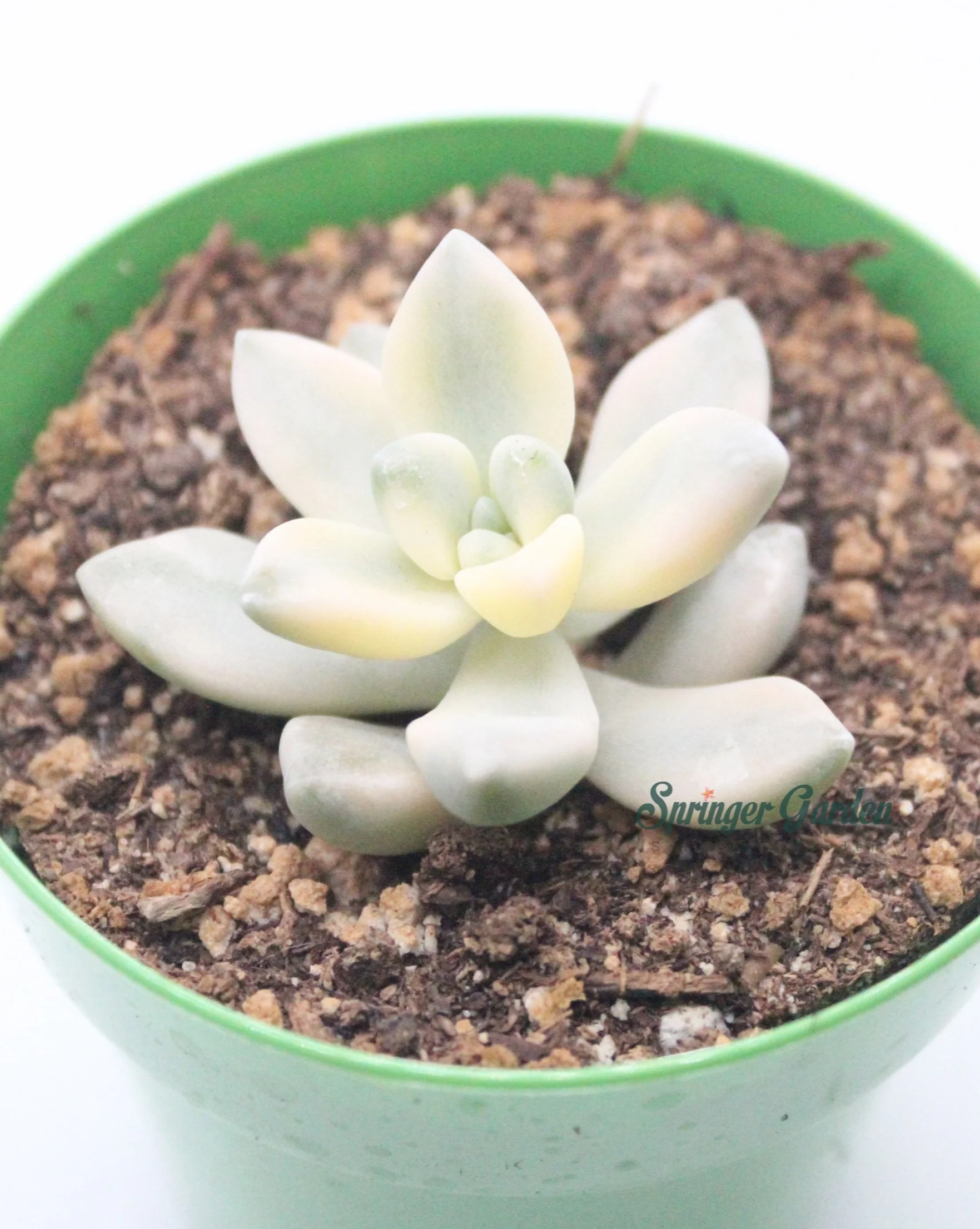 Graptopetalum Apricot Variegata - Image 2