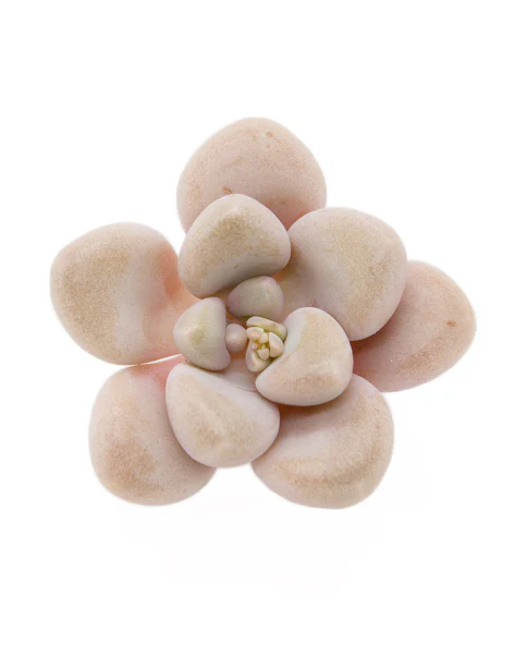 Graptopetalum Ellen
