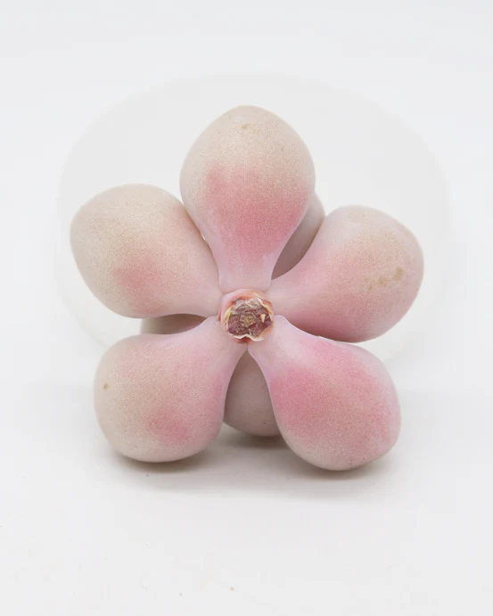 Graptopetalum Ellen - Image 2