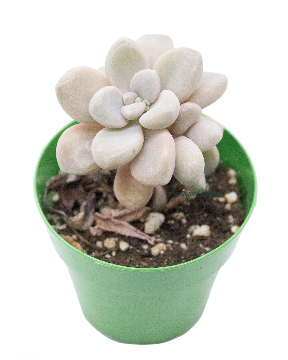 Graptopetalum sp 'Ellen' - Image 2