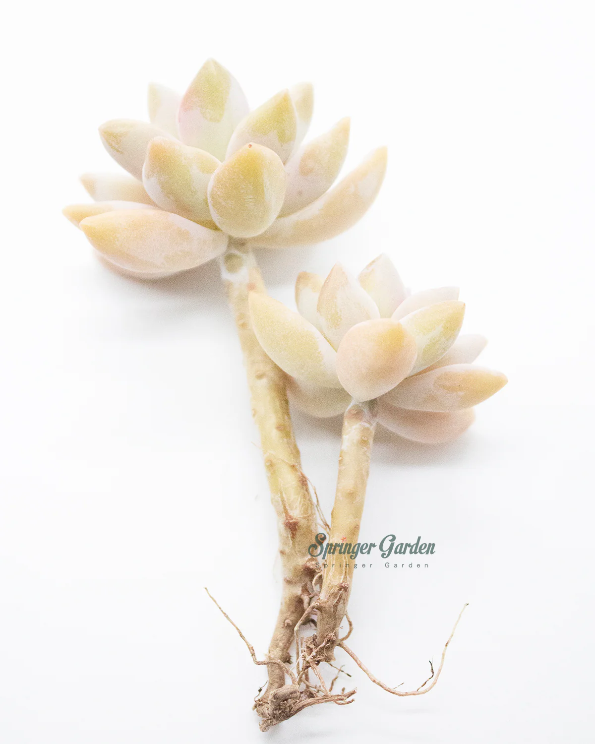 Graptosedum Ghosty - Image 3