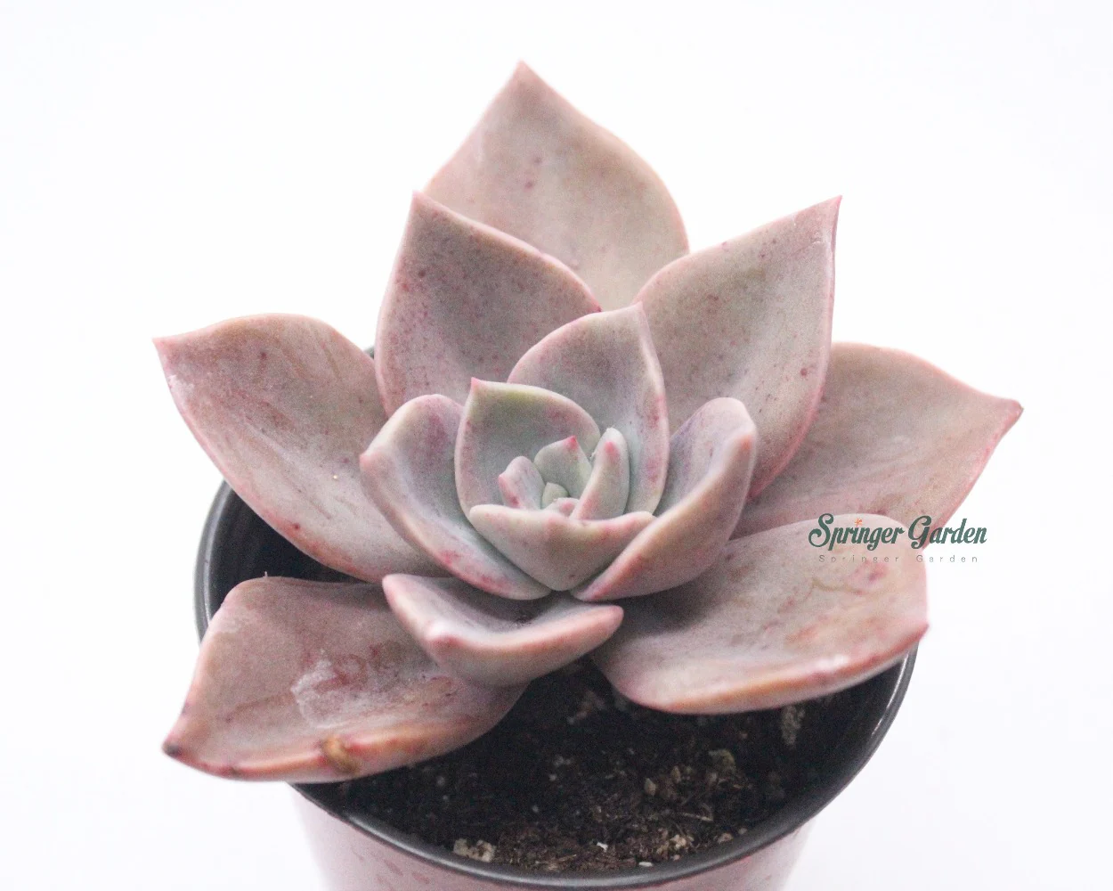 Graptoveria 'Albert Baynes' - Image 2