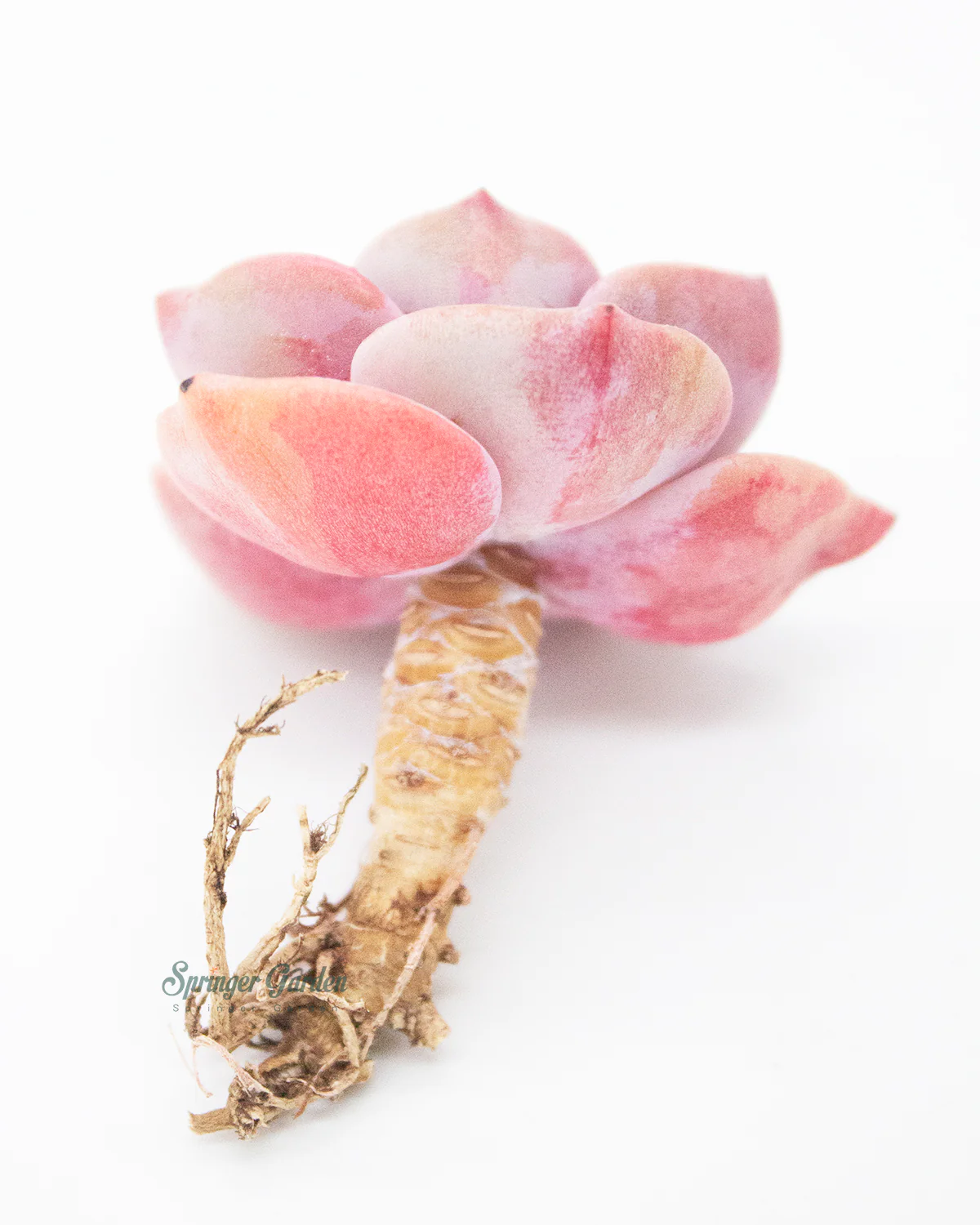 Graptoveria/Graptopetalum Mrs. Richards - Image 4