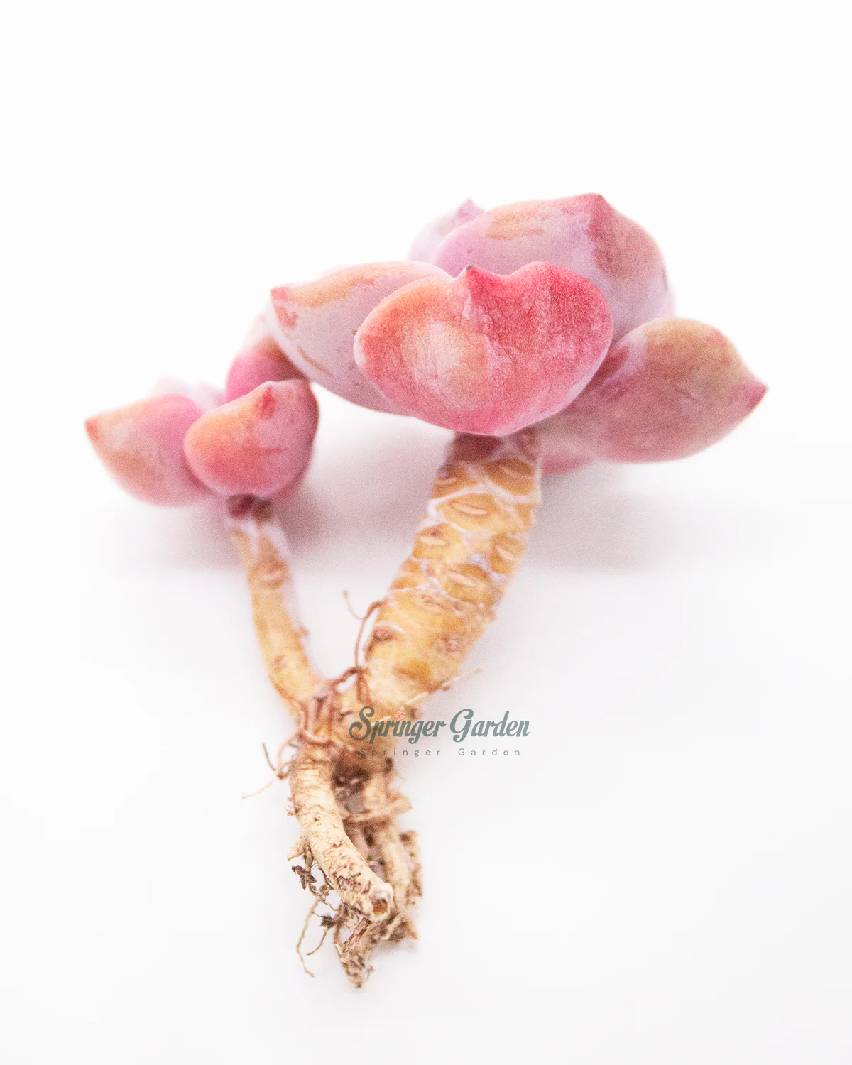 Graptoveria/Graptopetalum Mrs. Richards - Image 8
