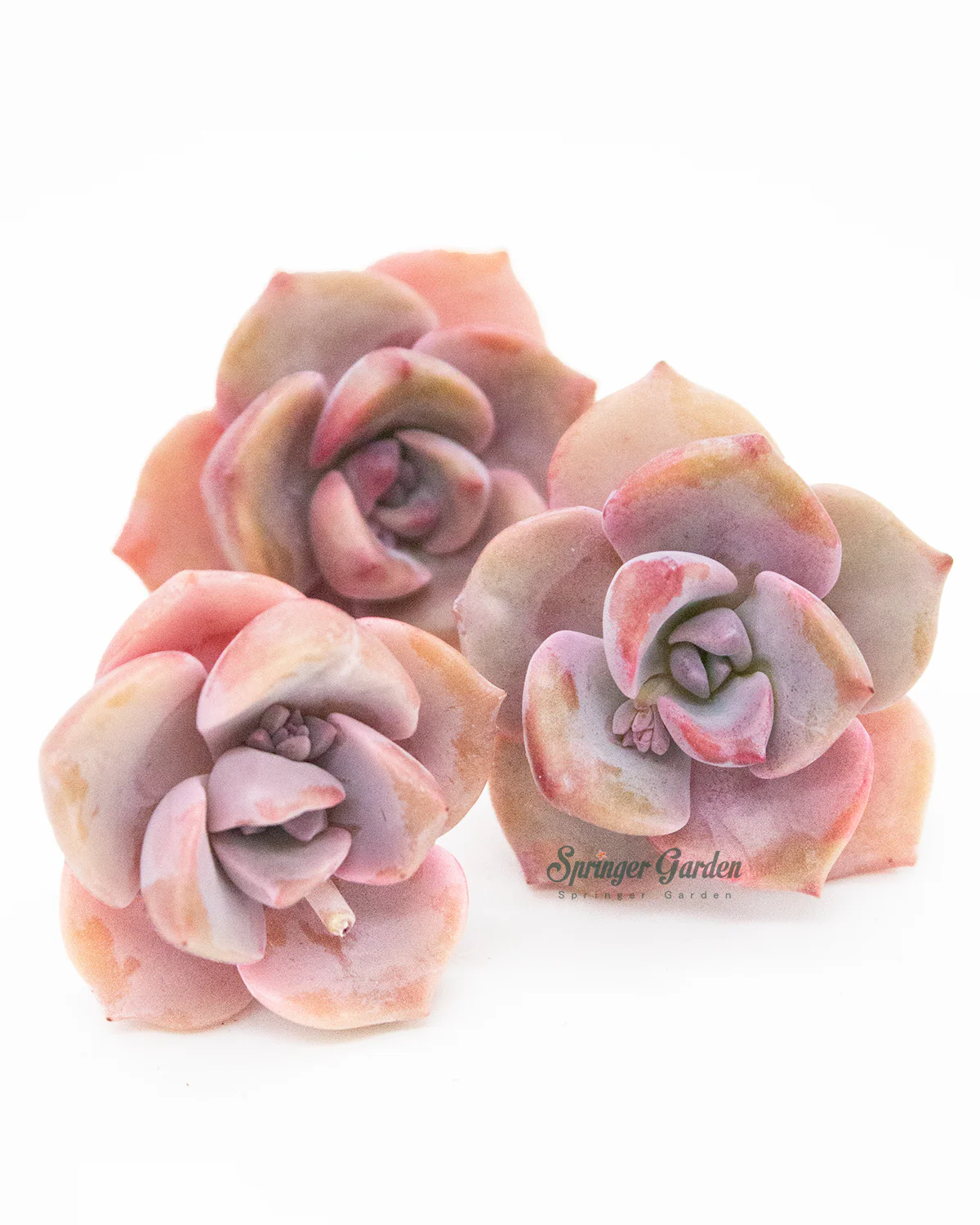 Graptoveria/Graptopetalum Mrs. Richards - Image 9