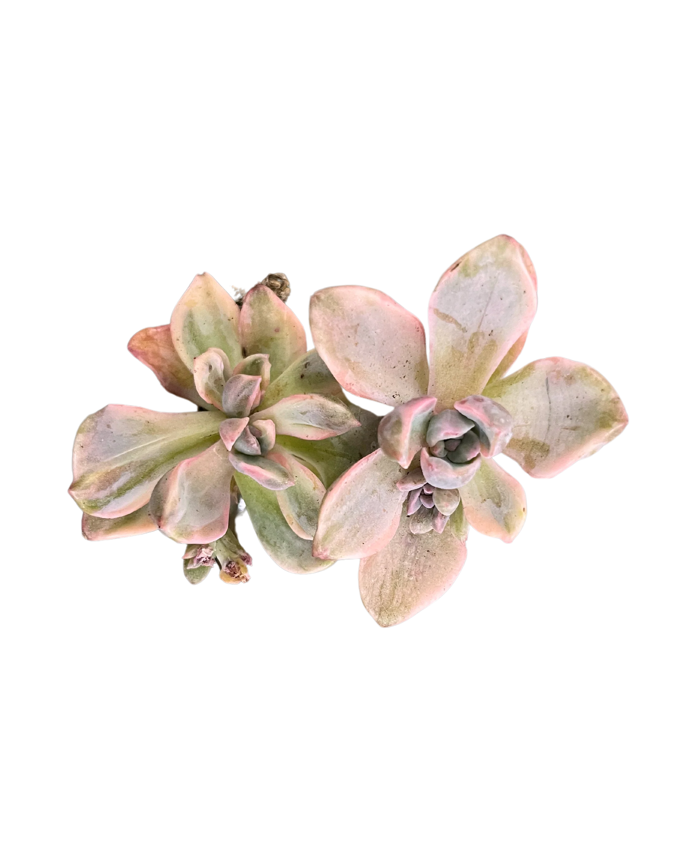 Graptoveria Mrs. Richards Varigated
