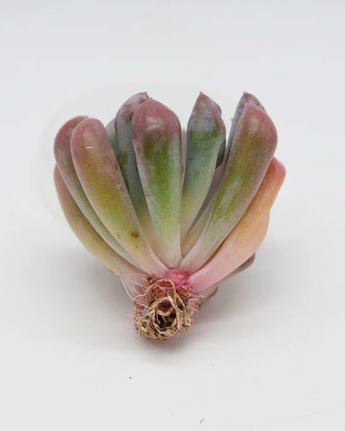 Graptoveria Topsy Debbie - Image 2