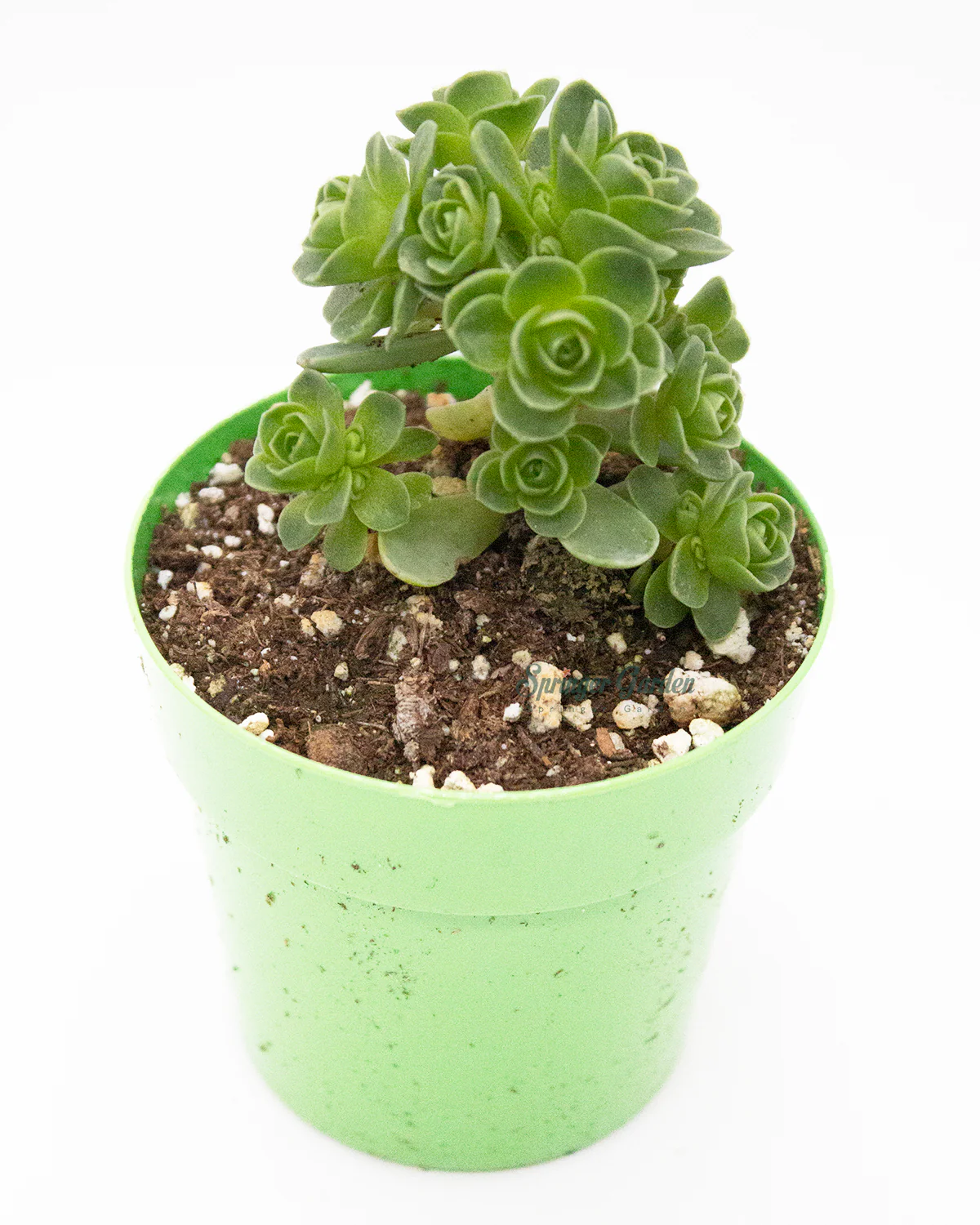 Greenovia Aurea - Image 2
