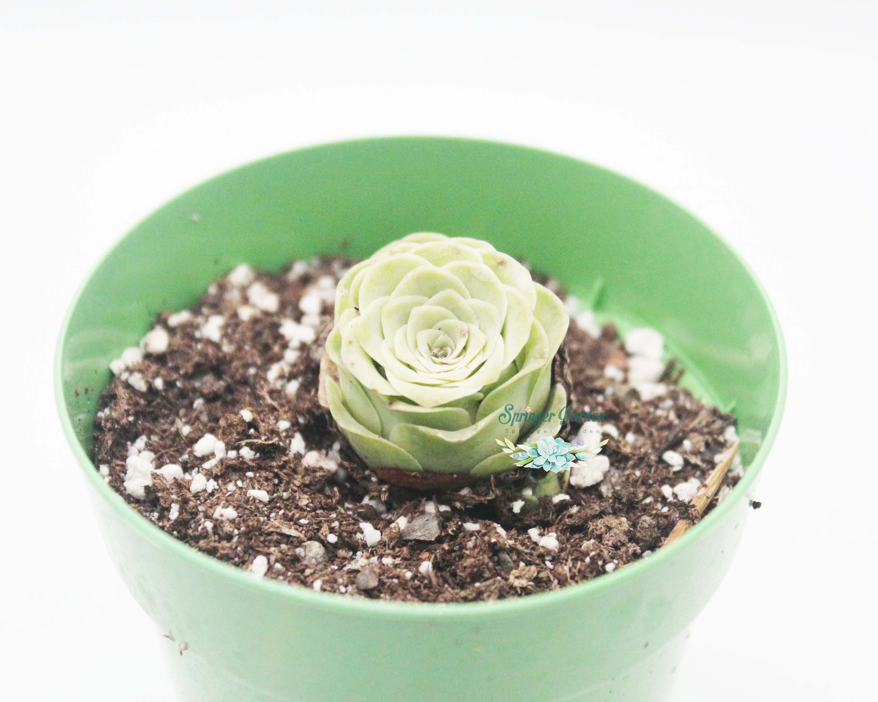 Greenovia Aurea - Image 3